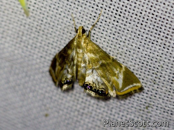 Aquatic Crambid Snout Moth (Argyractis sp)