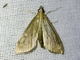 Crambid Snout Moth (Anania sp)