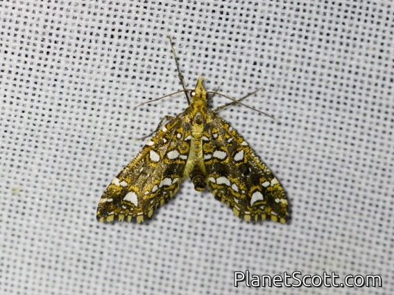 Carpet Moth (Psaliodes sp)