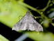 Litter Moth (Herminiinae sp)