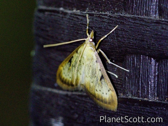 Crambid Snout Moth (Crambidae sp)
