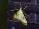 Crambid Snout Moth (Crambidae sp)