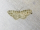 Geometer Moth (Hymenomima sp)