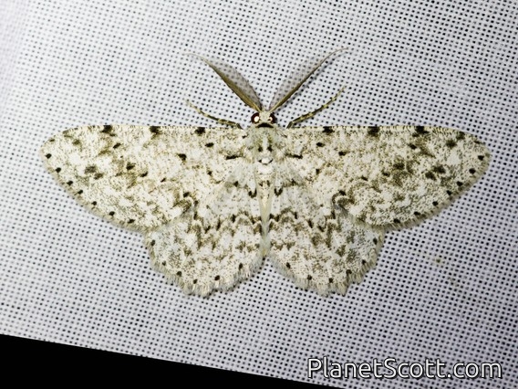 Geometer Moth (Hymenomima sp)