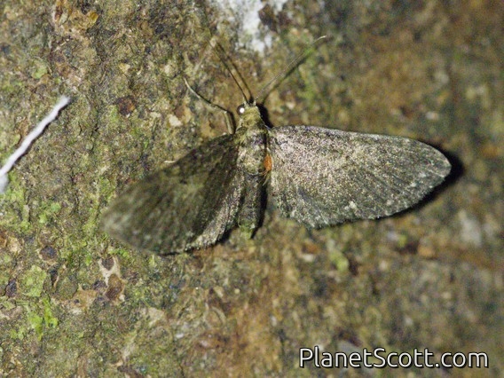 Pug Moth (Eupithecia sp)