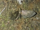 Pug Moth (Eupithecia sp)