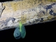 Green Lacewing (Chrysopinae sp)