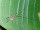Tree Cricket (Oecanthidae sp)