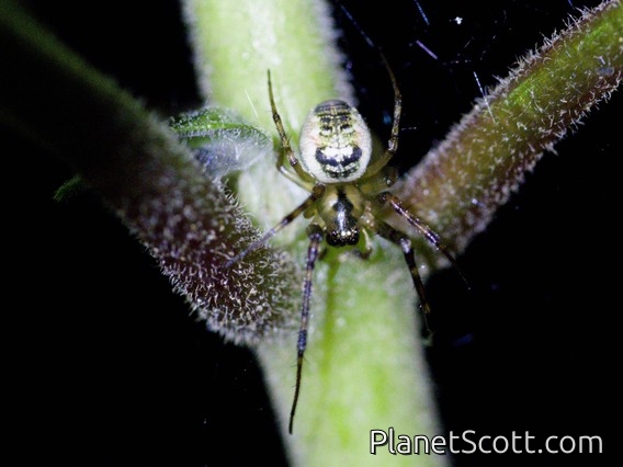 Long-jawed Orbweaver Spider (Chrysometa sp)
