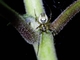 Long-jawed Orbweaver Spider (Chrysometa sp)