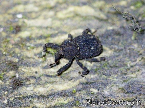 Weevil (Curculionidae sp)