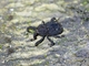 Weevil (Curculionidae sp)