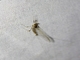 Mayfly (Leptophlebiidae sp)
