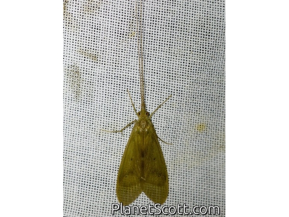 Net-spinning Caddisfly (Leptonema sp)