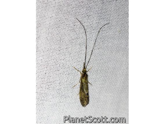 Long-horned Caddisfly (Leptoceridae sp)