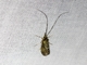 Long-horned Caddisfly (Leptoceridae sp)