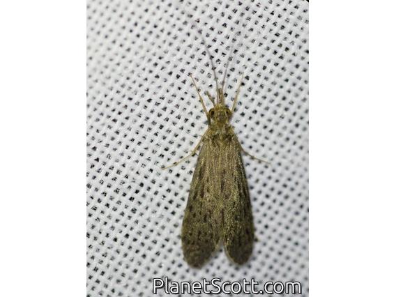 Net-spinning Caddisfly (Smicridea sp)