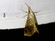 Crambid Snout Moth (Crambidae sp)