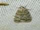Moss-eating Snout Moth (Scoparia sp)