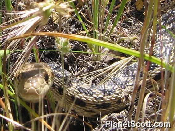 Gopher Snake (Pituophis catenifer)