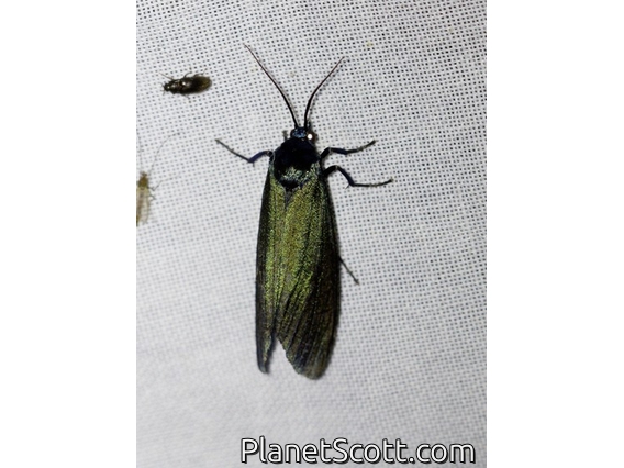 Lichen Moth (Gardinia sp)