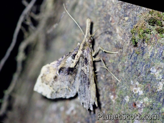 Litter Moth (Herminiinae sp)