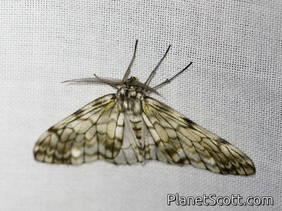 Geometer Moth (Geometridae sp)