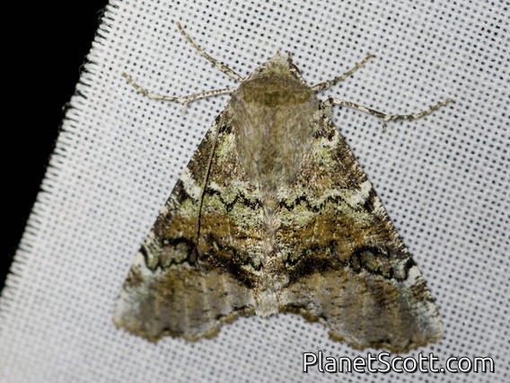 Cutworm Moth (Noctuidae sp)