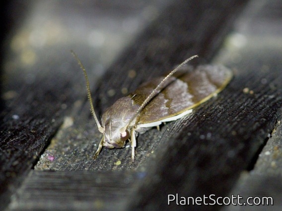 Tufted Moth (Nolidae sp)