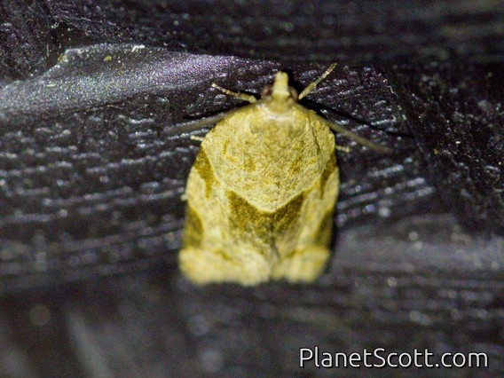 Tortricid Leafroller Moth (Archipini sp)