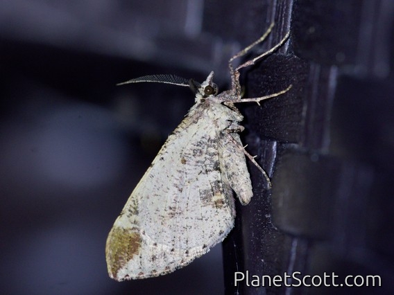Geometer Moth (Geometridae sp)