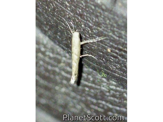 Leaf Blotch Miner Moth (Gracillariidae sp)