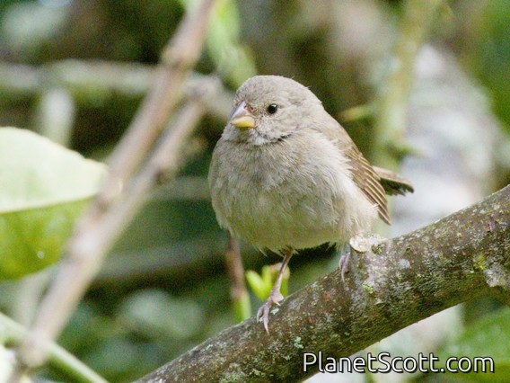 Dull-colored Grassquit (Asemospiza obscura)