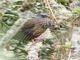 Andean Guan (Penelope montagnii)