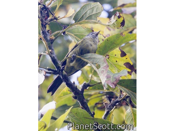 Capped Conebill (Conirostrum albifrons)