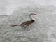Torrent Duck (Merganetta armata)