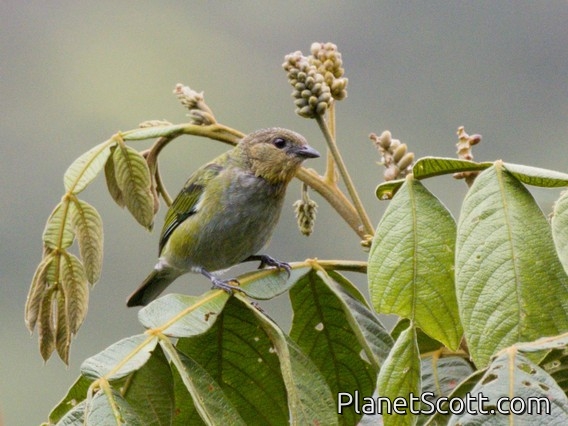 Silvery Tanager (Stilpnia viridicollis) - Female