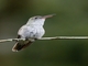 White-bellied Hummingbird (Elliotomyia chionogaster)