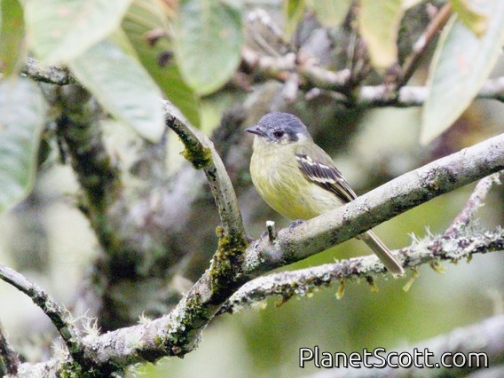 Ashy-headed Tyrannulet (Tyranniscus cinereiceps)