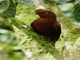 Andean Cock-of-the-rock (Rupicola peruvianus) - Female