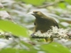 Dusky-green Oropendola (Psarocolius atrovirens)
