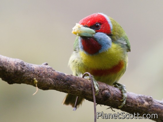 Versicolored Barbet (Eubucco versicolor)