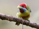Versicolored Barbet (Eubucco versicolor)