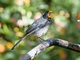 Golden-billed Saltator (Saltator aurantiirostris)