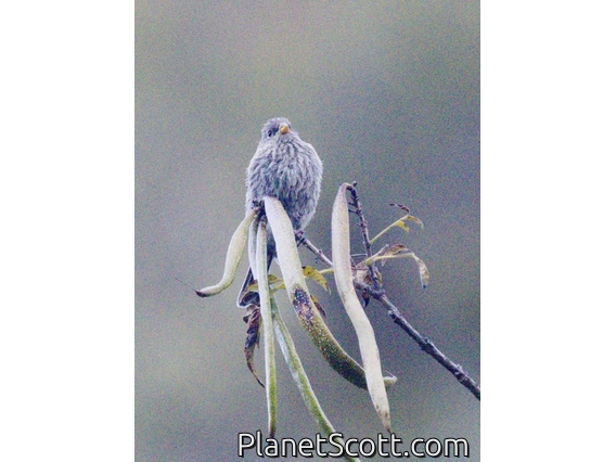 Plain-colored Seedeater (Catamenia inornata)