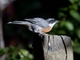 Chestnut-breasted Mountain Finch (Poospizopsis caesar)
