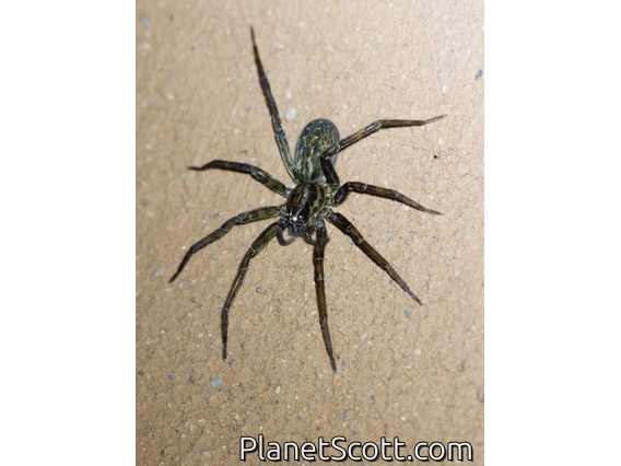 Wandering Spider (Ctenidae sp)