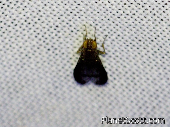 Lauxanid Fly (Lauxaniidae sp)