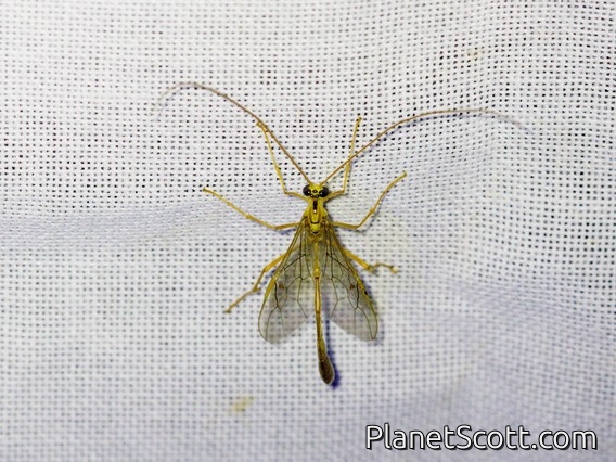 Short-tailed Ichneumonid Wasp (Ophioninae sp)
