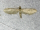Pug Moth (Eupitheciini sp)